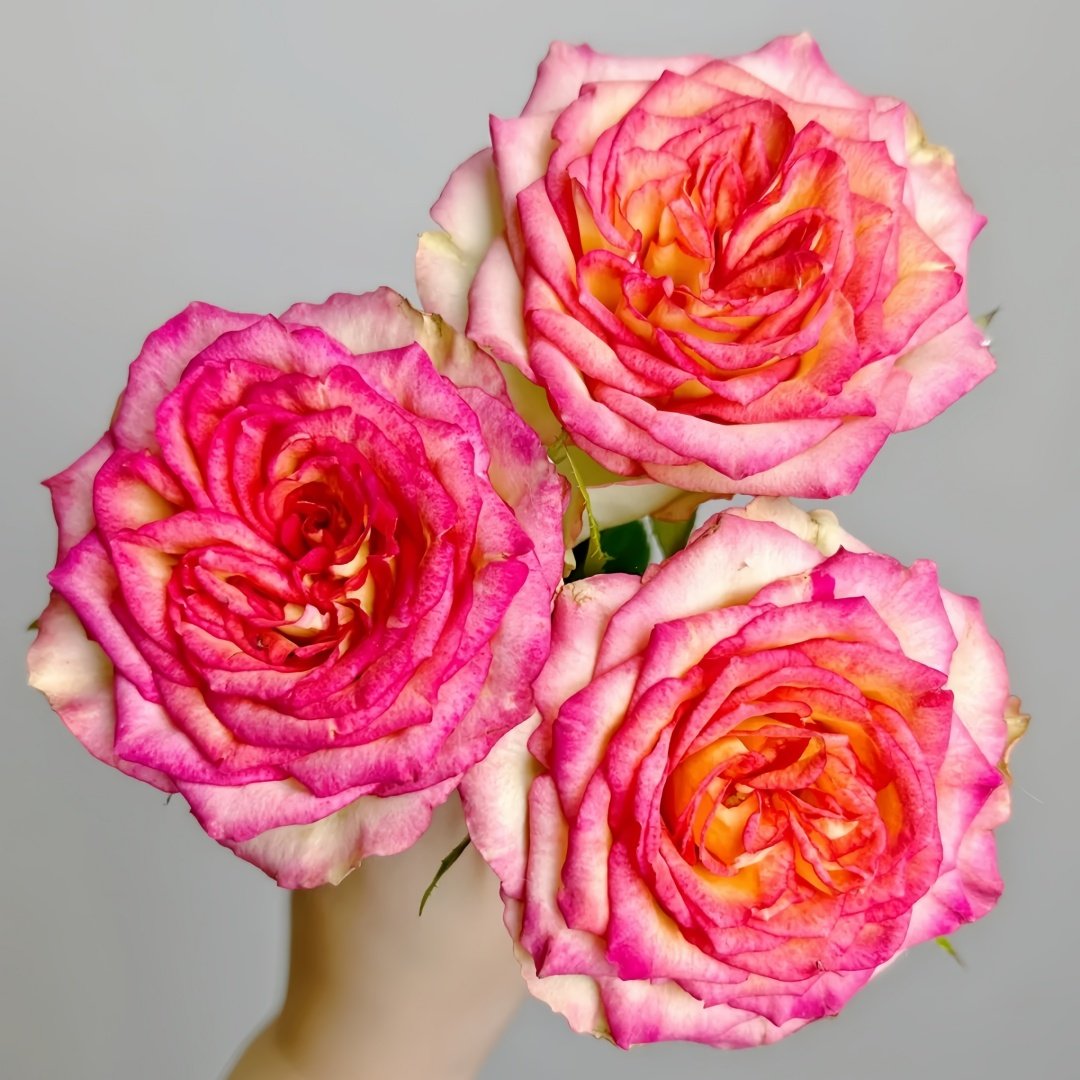 Norway forest Rose Plant｜挪威森林 image 2