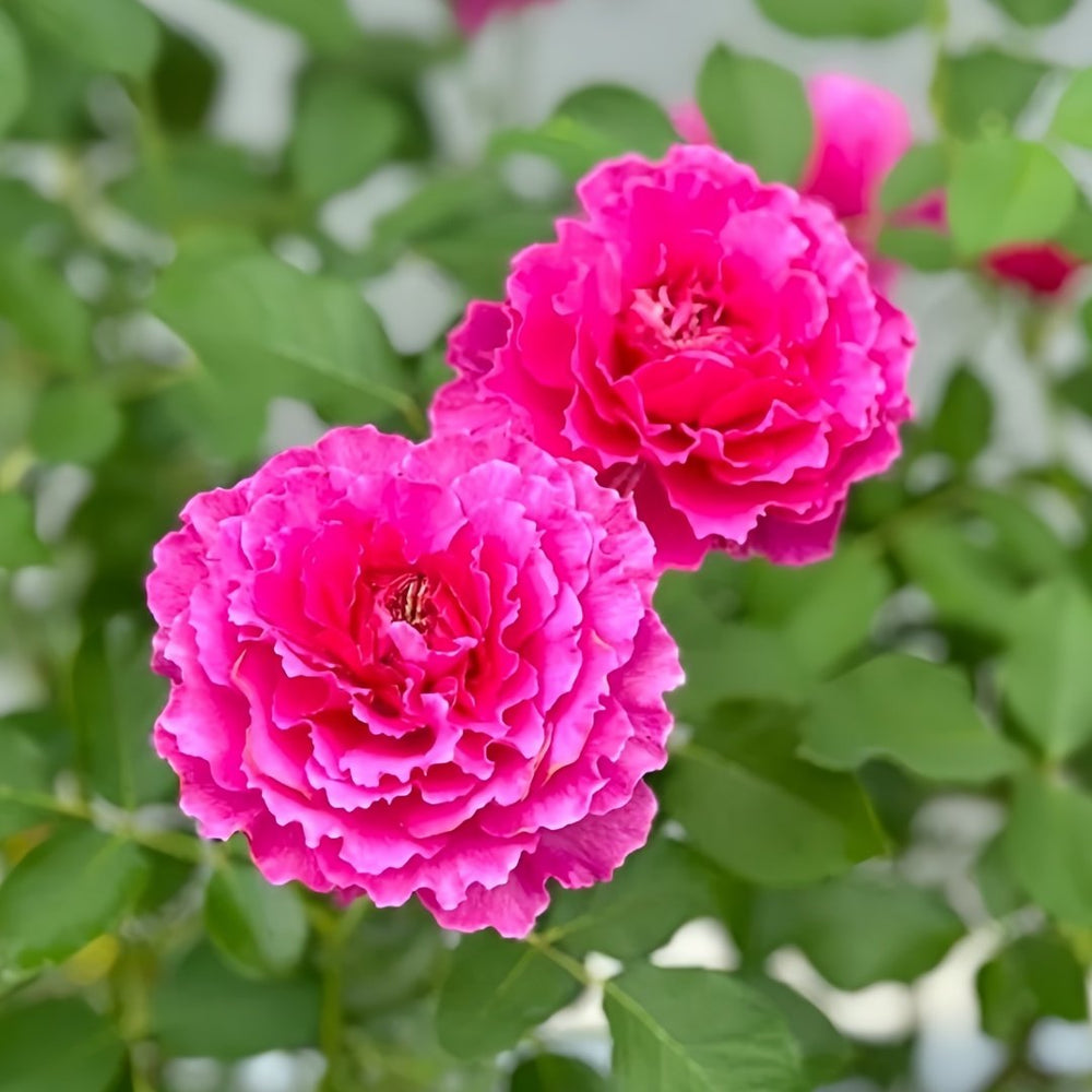 Japanese Ramukan Rose Plant｜草药 image 9