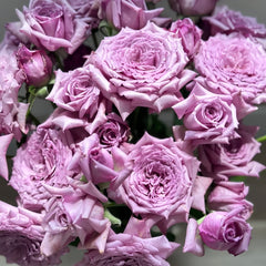 Windy Night Rose Plant|风之夜 image 2