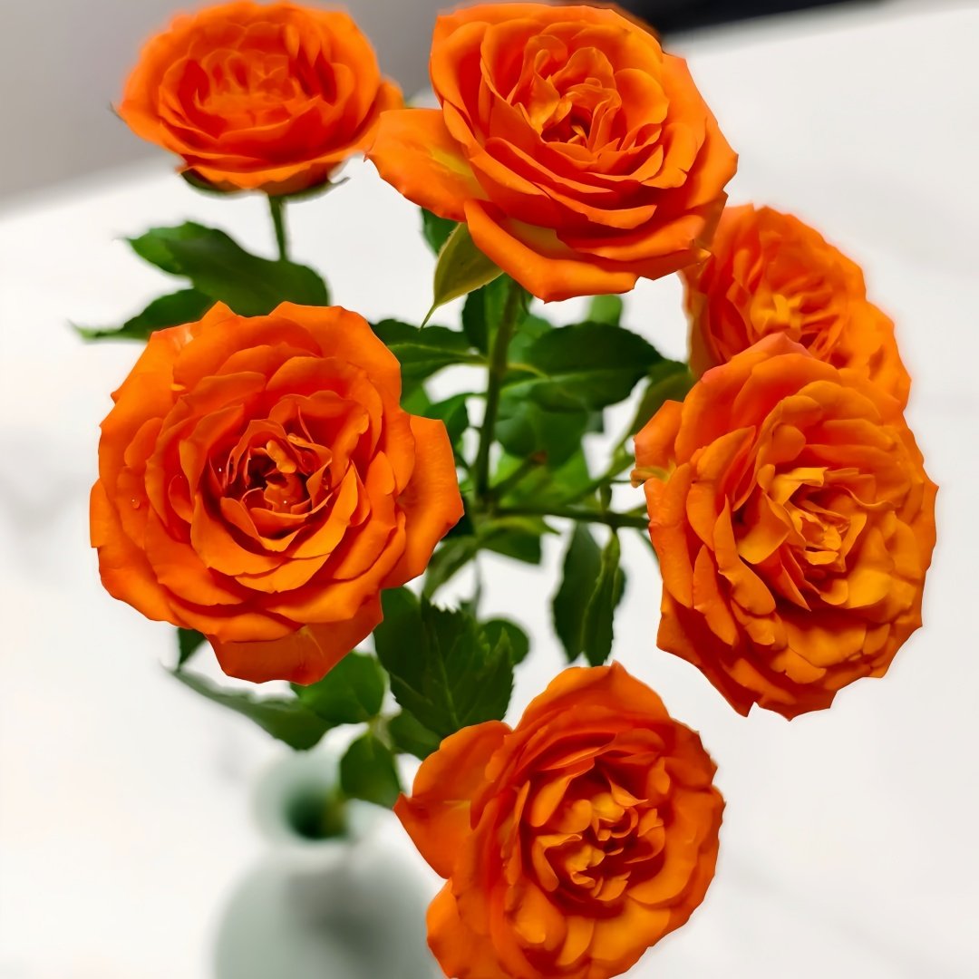 Orange Jewel Rose Plant ｜橙色芭比 image 3