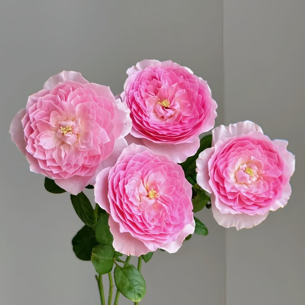 Wan Shan Rose Plant｜纨扇 image 4