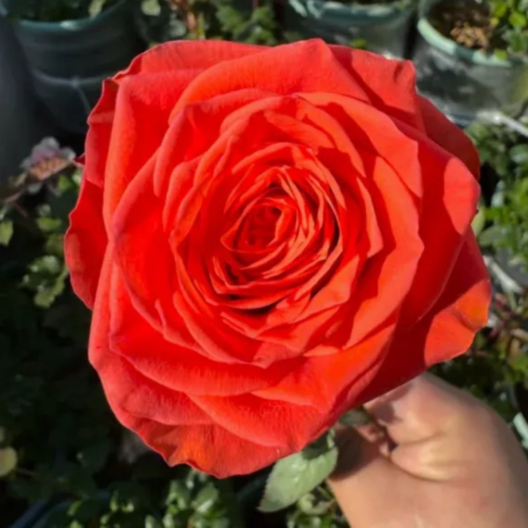 Wine Red Embroidery Rose Plant|酒红刺绣 image 4