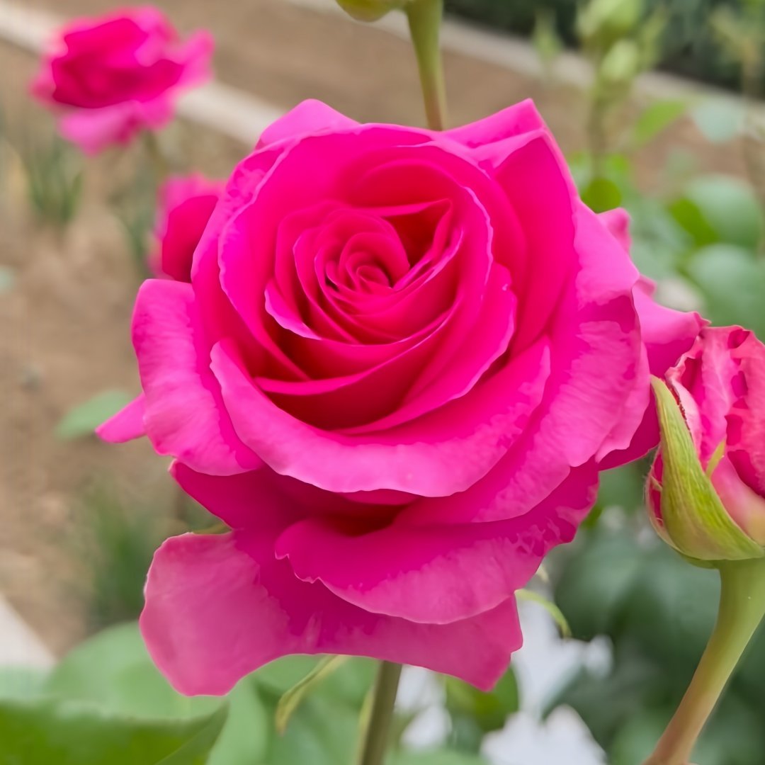 Pink Floyd Rose Plant｜弗洛伊德 image 5