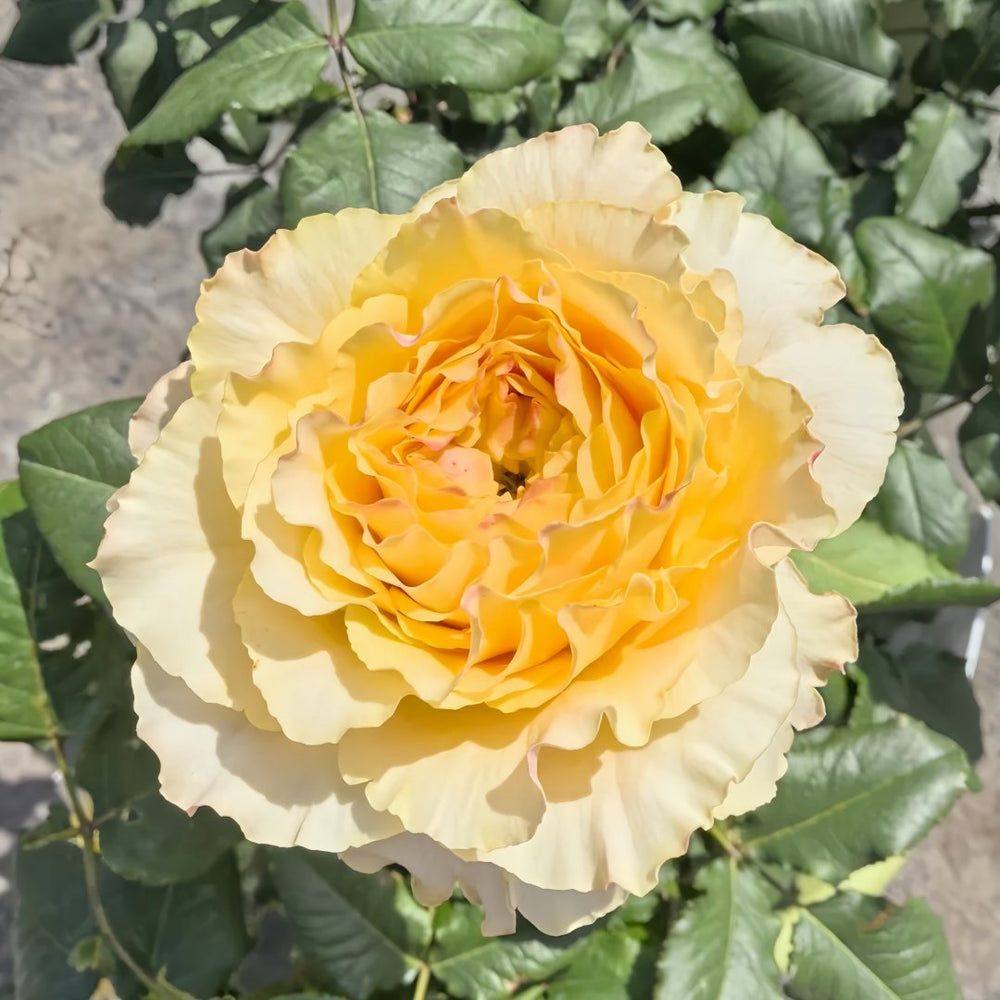 La Campanella Rose Plant｜橙色舞裙 image 6