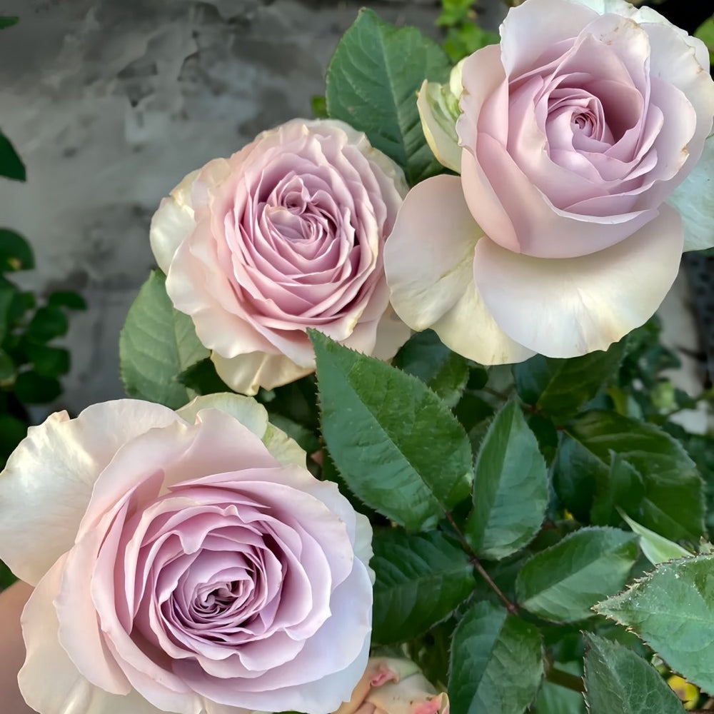 Cosset Rose Plant｜柯赛特 image 5