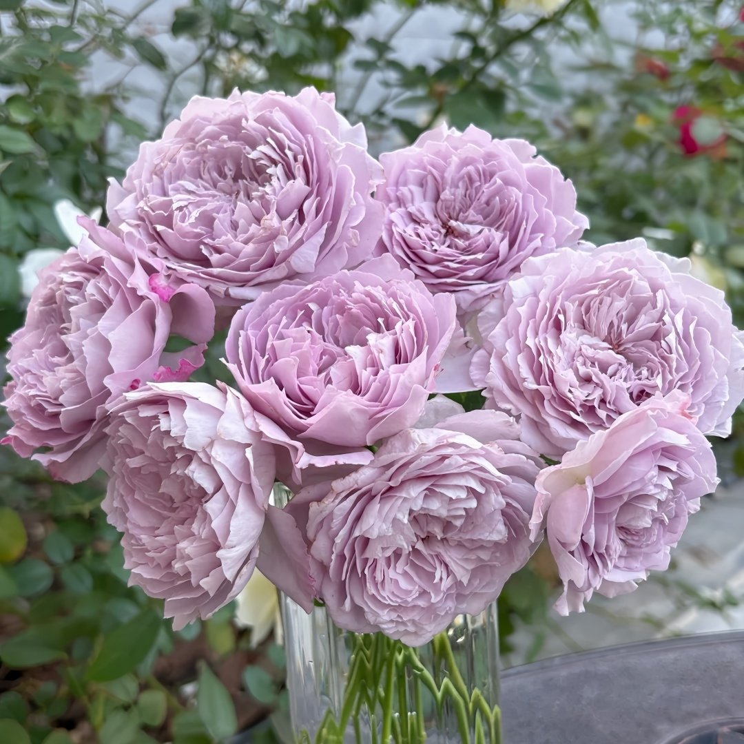 Lansiqiu Rose Plant｜蓝丝球 image 4