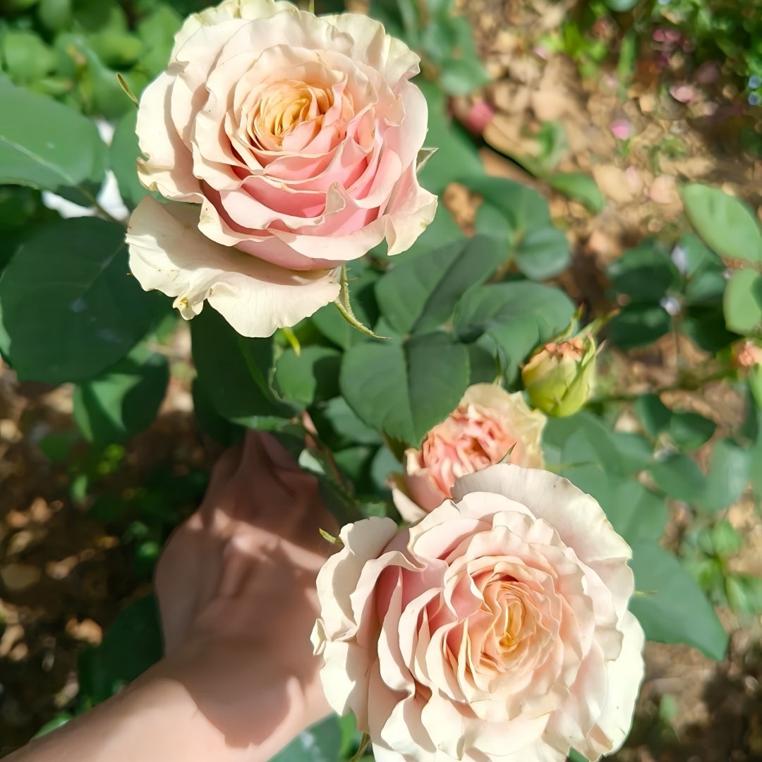 Mabella Rose Plant | 玛贝拉/猛犸 image 8
