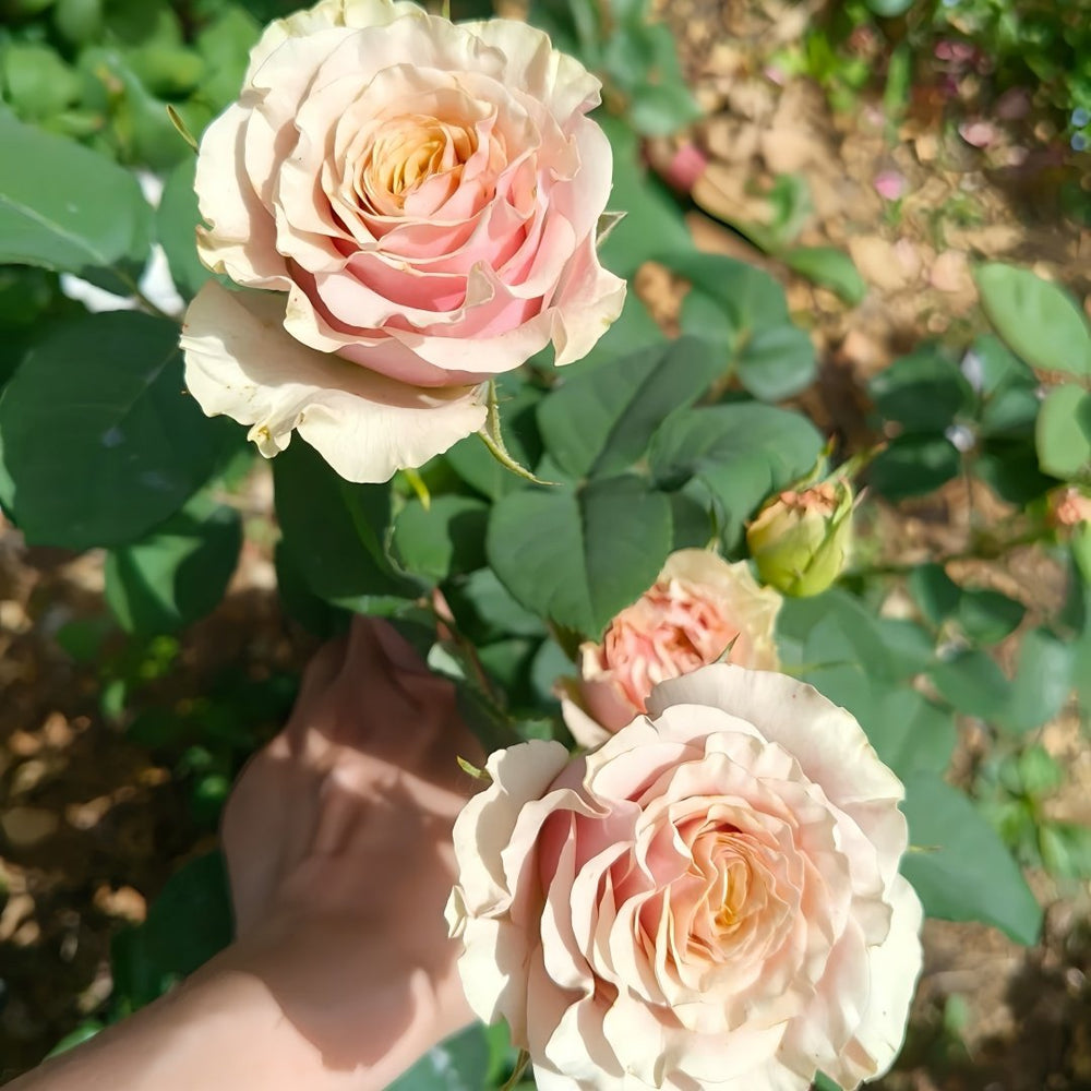 Mabella Rose Plant | 玛贝拉/猛犸 image 8
