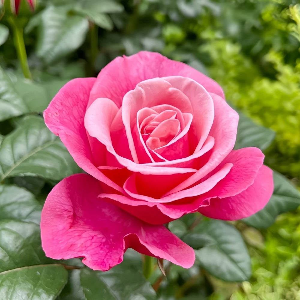 Wildberry Rose Plant|野莓子 image 5