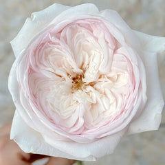 Special Bride Rose Plant｜特别新娘 image 1