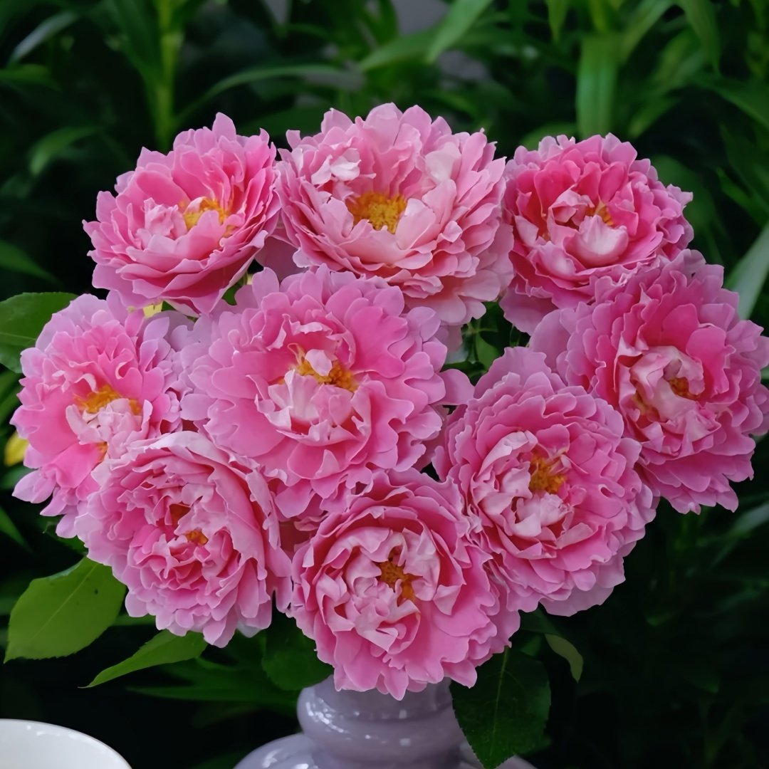 Fancy Rufle Rose Plant｜梦幻折边 image 2