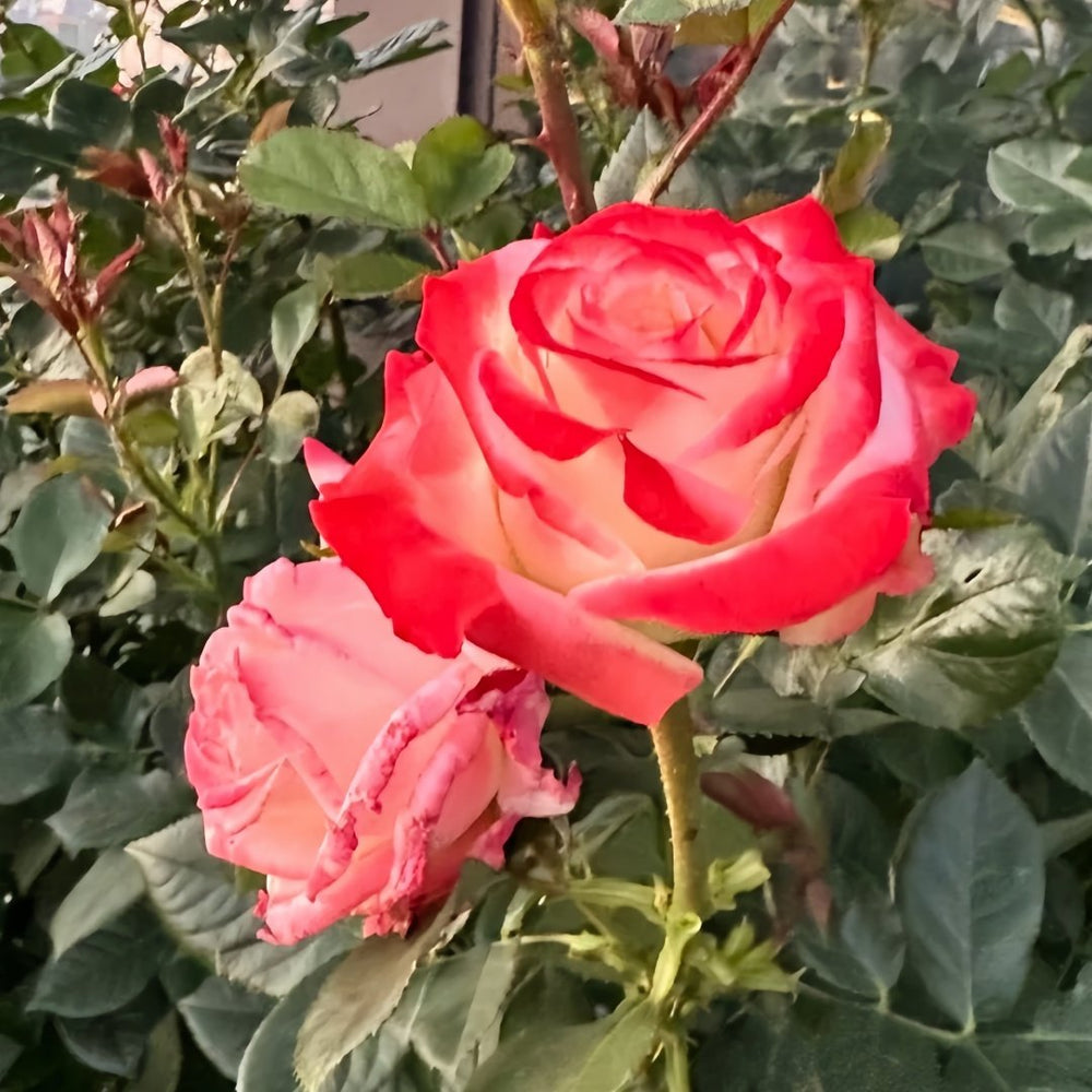 Imperatrice Farah Rose Plant | 法拉皇后 image 6