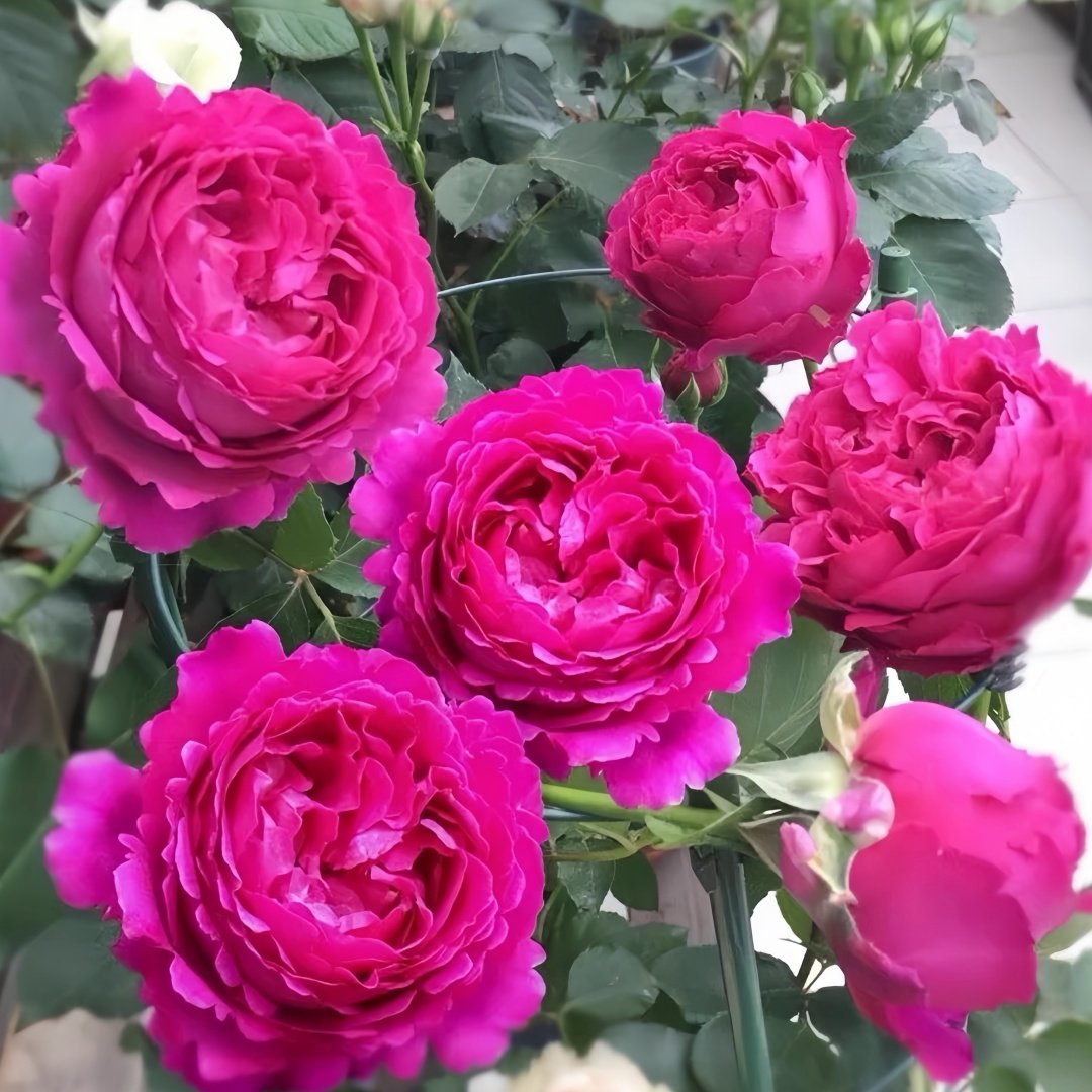 Scent Garden Rose Plant｜伊芙芳香花园 image 9
