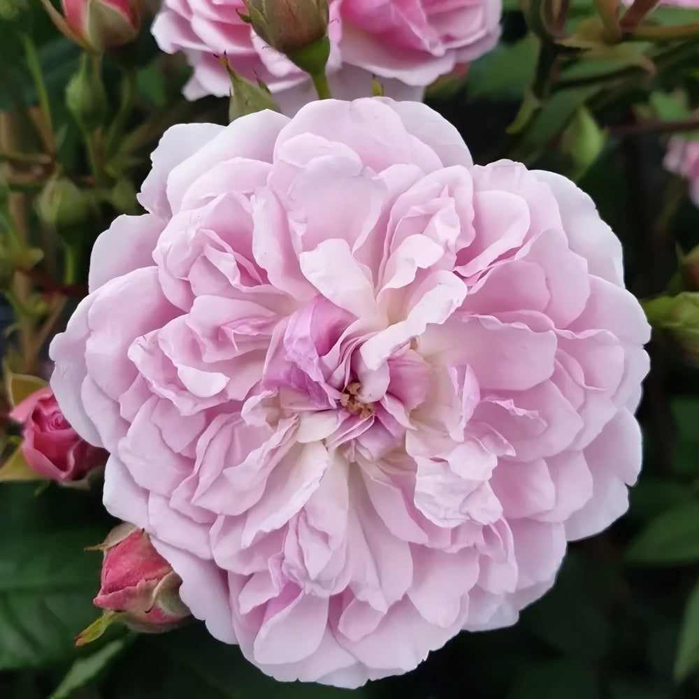 Romantic Siluetta Rose Plant|浪漫剪影 image 2