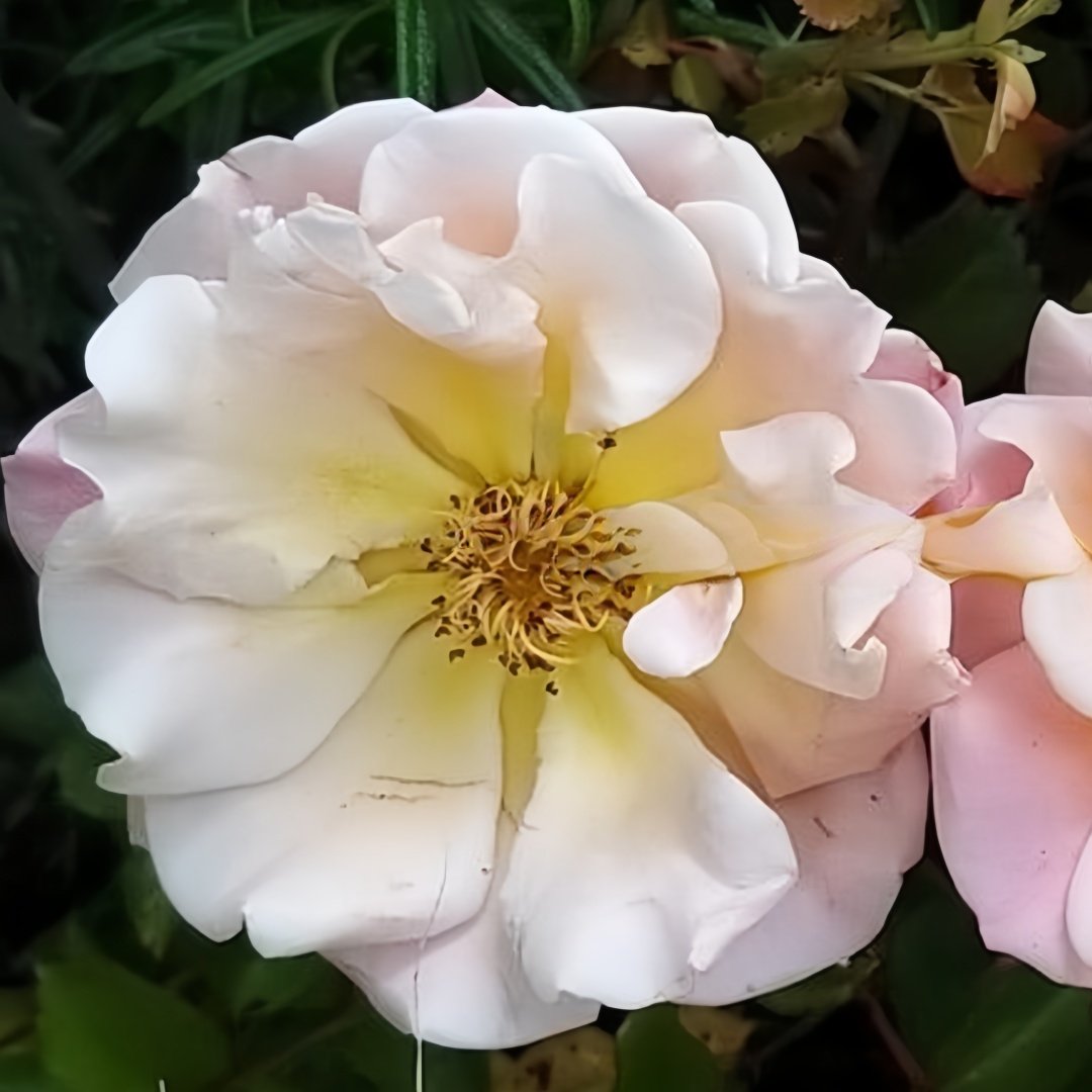 Merry Maker Rose Plant|快乐使者 image 0