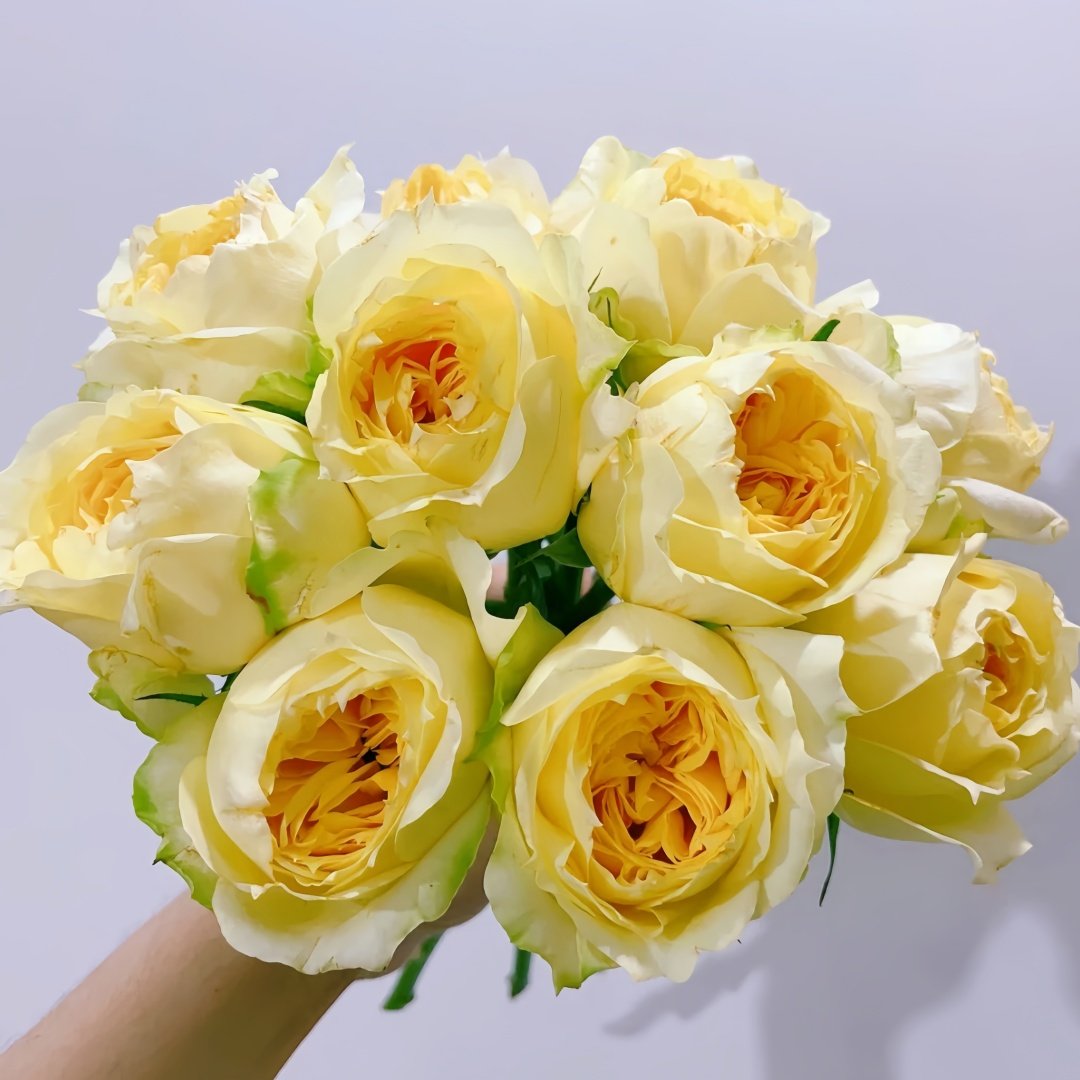 Sunny antike Rose Plant|阳光古董 image 1
