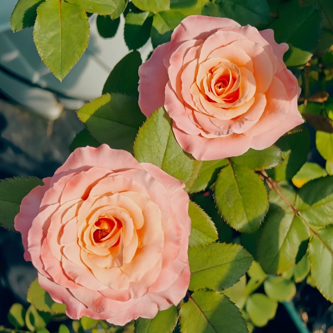 Warm Egg Soufflé Rose Plant｜暖心蛋奶酥 image 6
