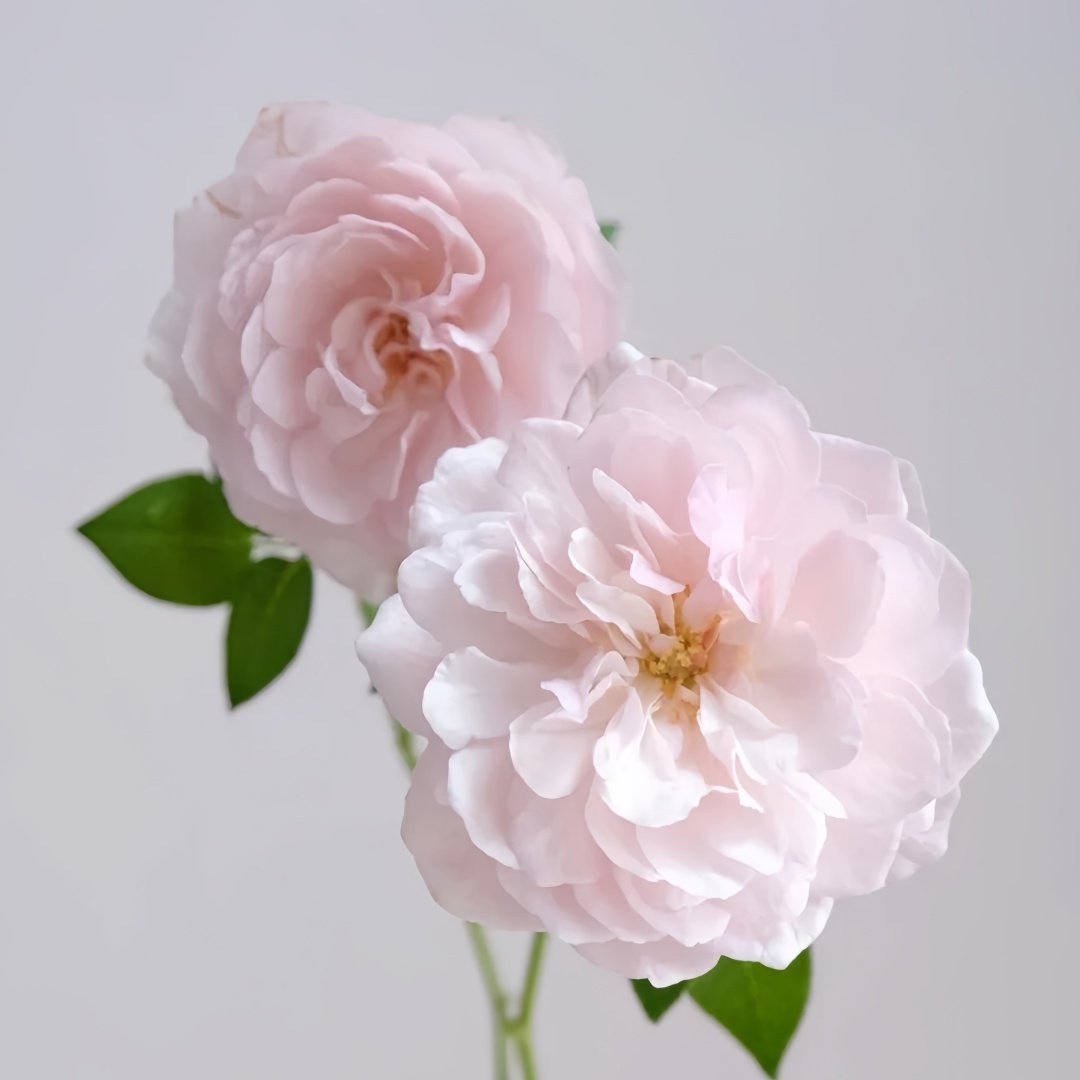 The Generous Gardener Rose Plant|慷慨的园丁 image 4