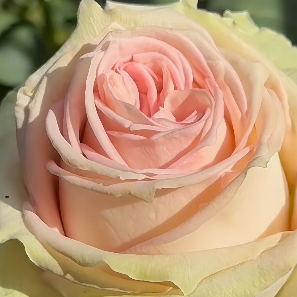 Sweet Elegance Rose Plant|甜蜜高雅 image 7