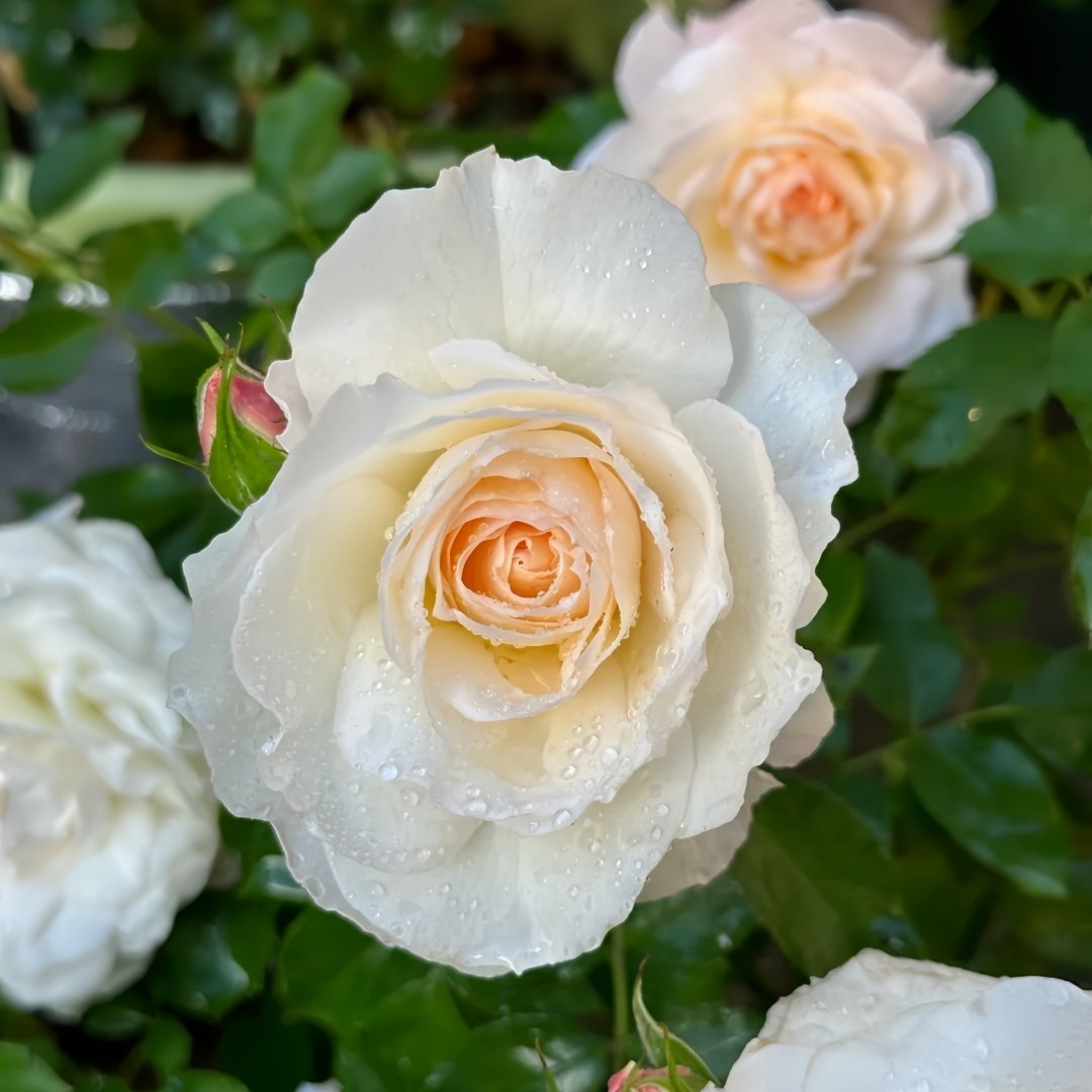 Ice Cream Balcony Rose Plant|冰淇淋阳台 image 5