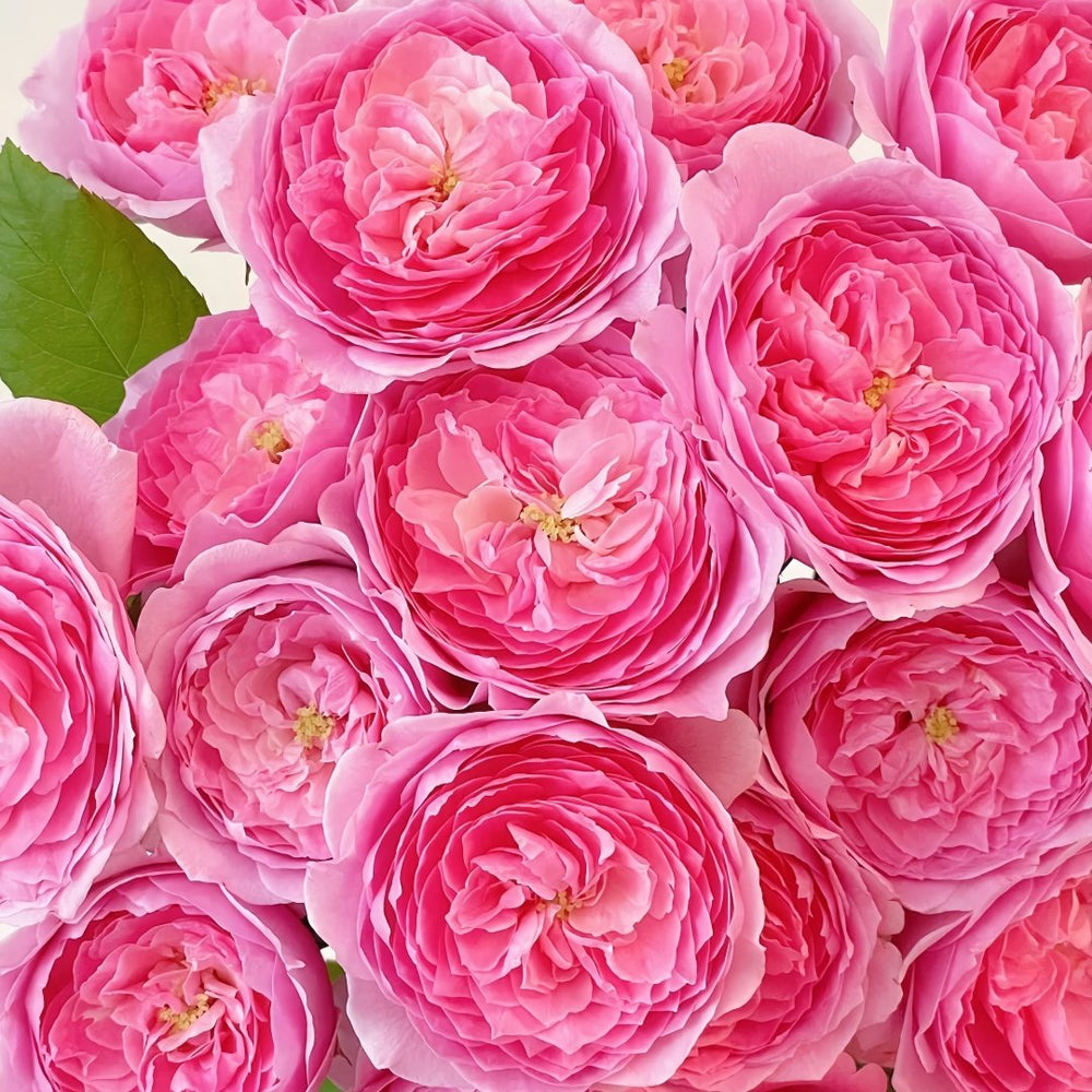Wan Shan Rose Plant｜纨扇 image 6