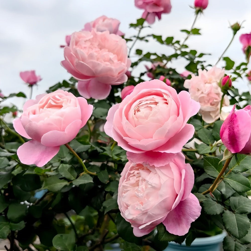 Plume Rose Plant｜羽毛 image 7