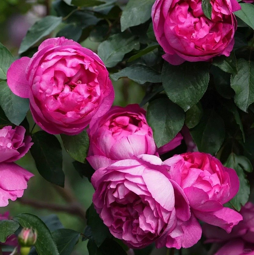 Rouge de Parfum Rose Plant｜伊芙胭脂香水 image 3