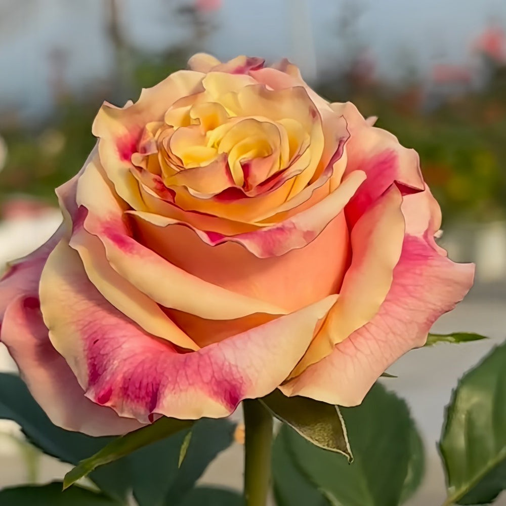 Wild Crown Rose Plant | 狂野王冠 image 5