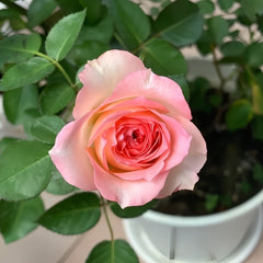 Mayra's Rose Fantasy Rose Plant｜梦幻梅拉 image 3
