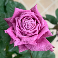 Pluto King Terrazza Rose Plant| 冥王星阳台 image 1