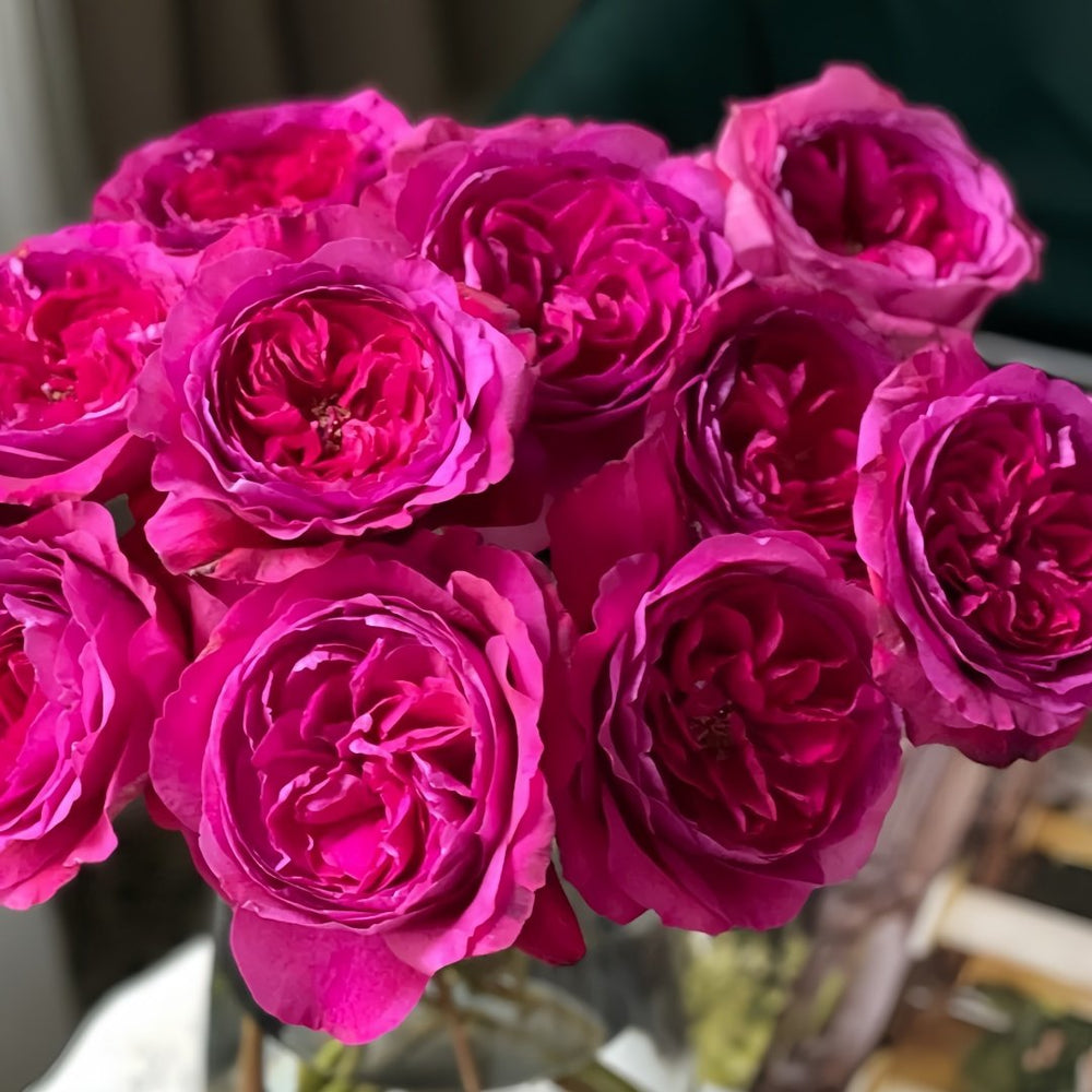 Capability Rose Plant | 才能 image 5