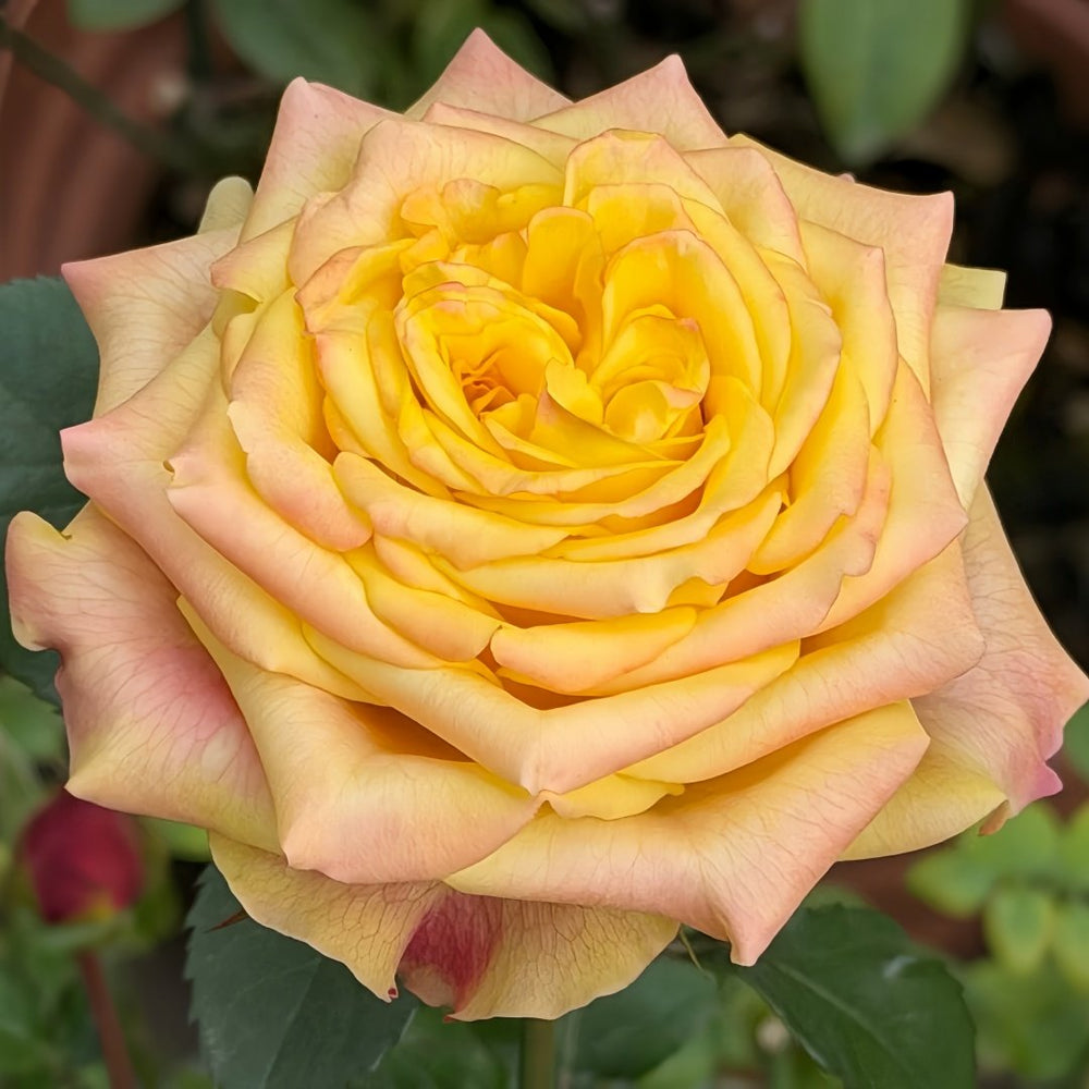 Wild Crown Rose Plant | 狂野王冠 image 1