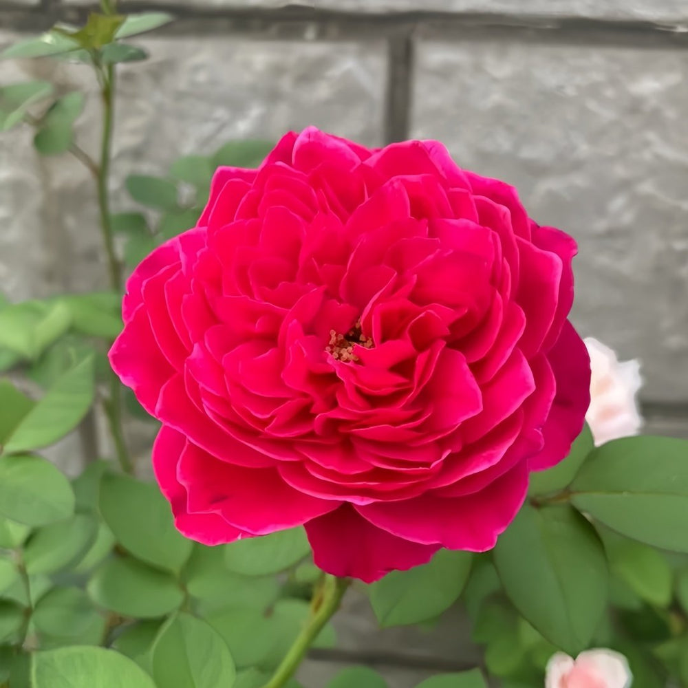 Accademia Rose Plant｜阿卡德米亚 image 5