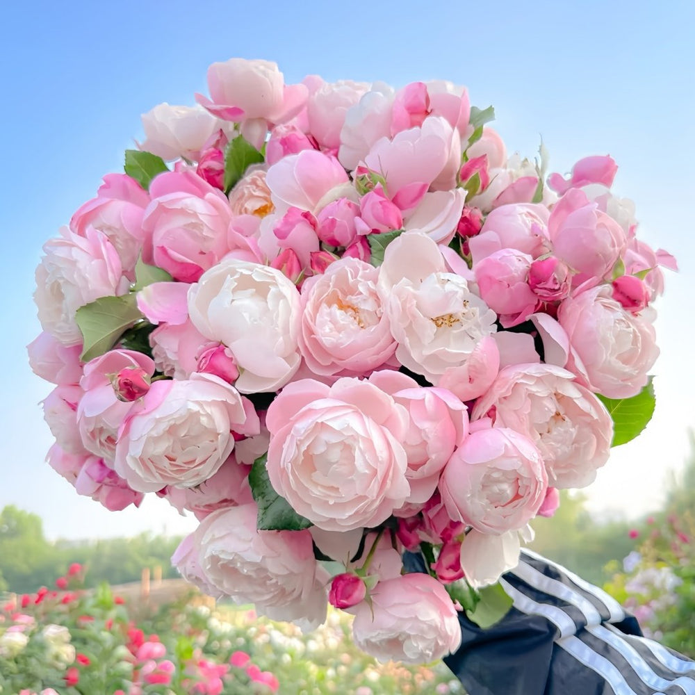 Plume Rose Plant｜羽毛 image 0