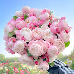 Plume Rose Plant｜羽毛 image 0