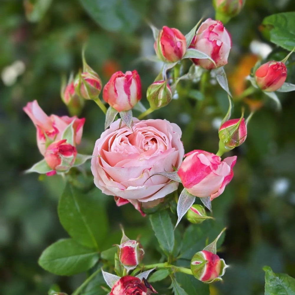 Princess Sakura Rose Plant|樱花公主 image 9