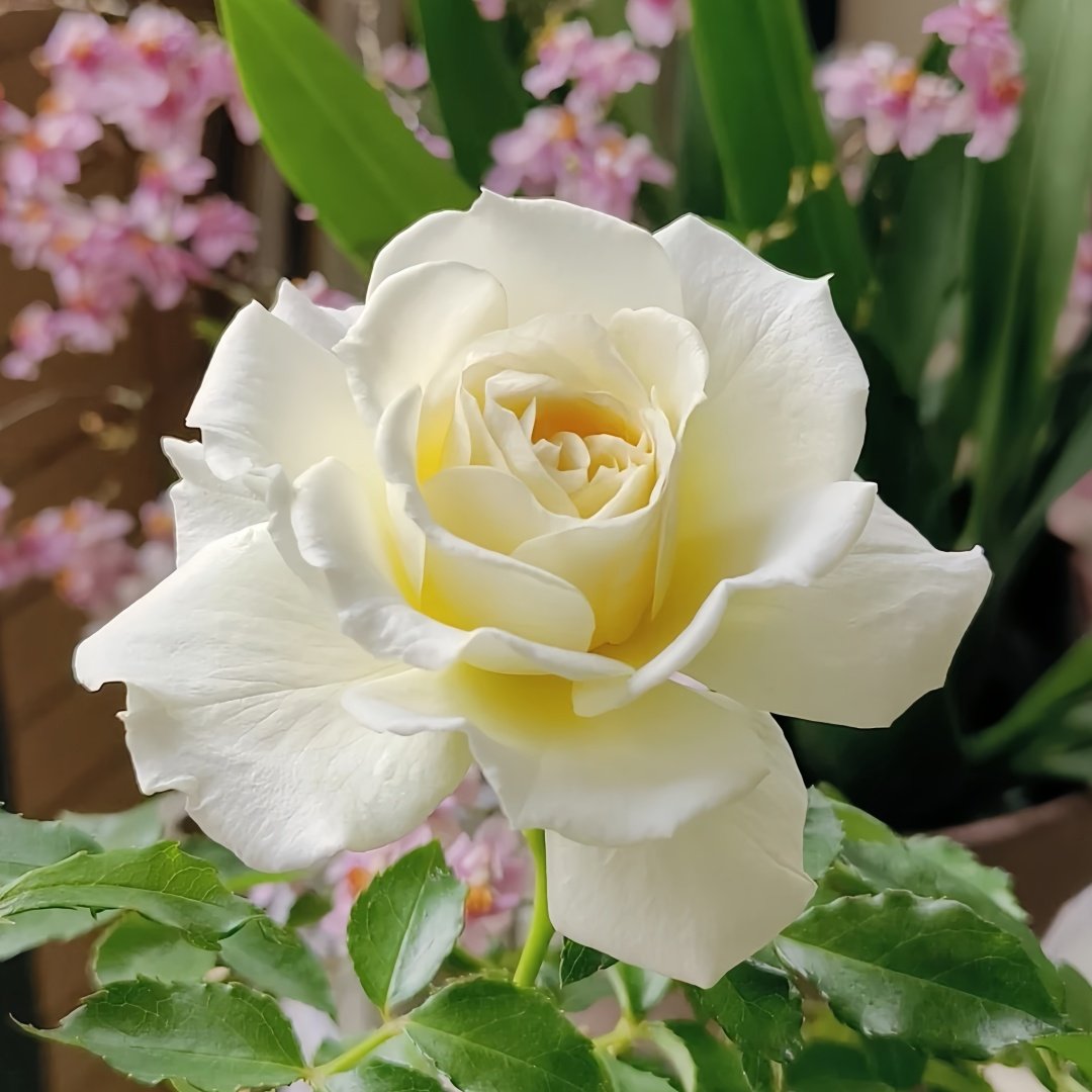 Ice Cream Balcony Rose Plant|冰淇淋阳台 image 8