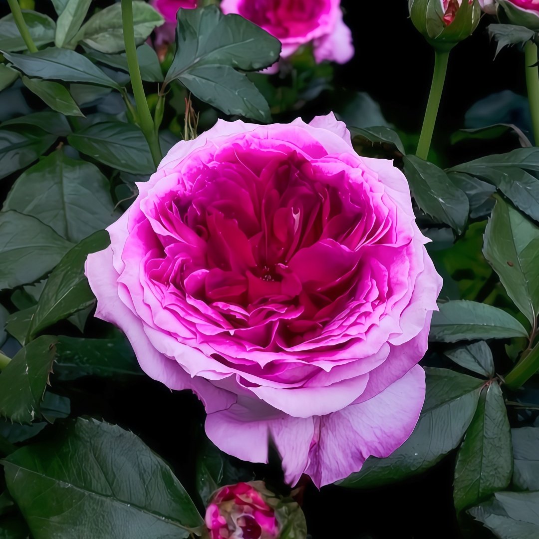 Thierry Marx Rose Plant｜蓝莓蛋糕 image 1