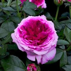 Thierry Marx Rose Plant｜蓝莓蛋糕 image 1