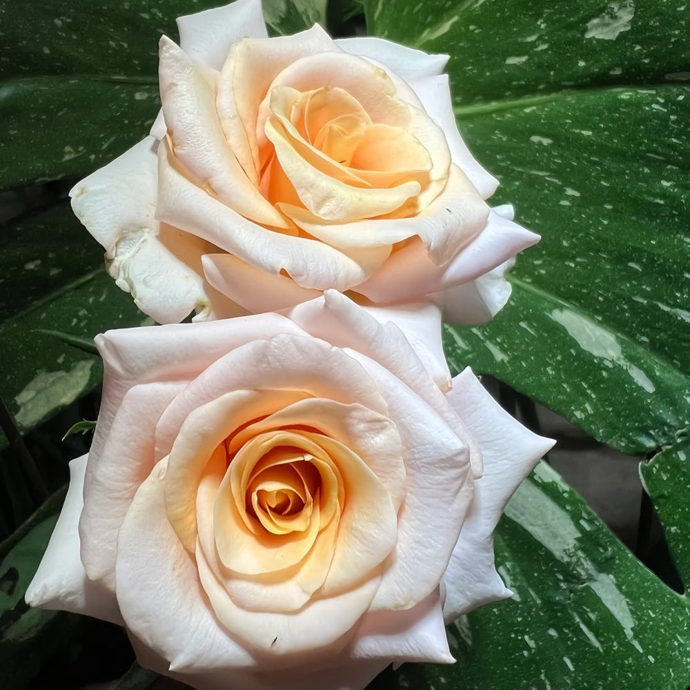 Mother of Pearl Rose Plant｜珍珠贝母 image 7