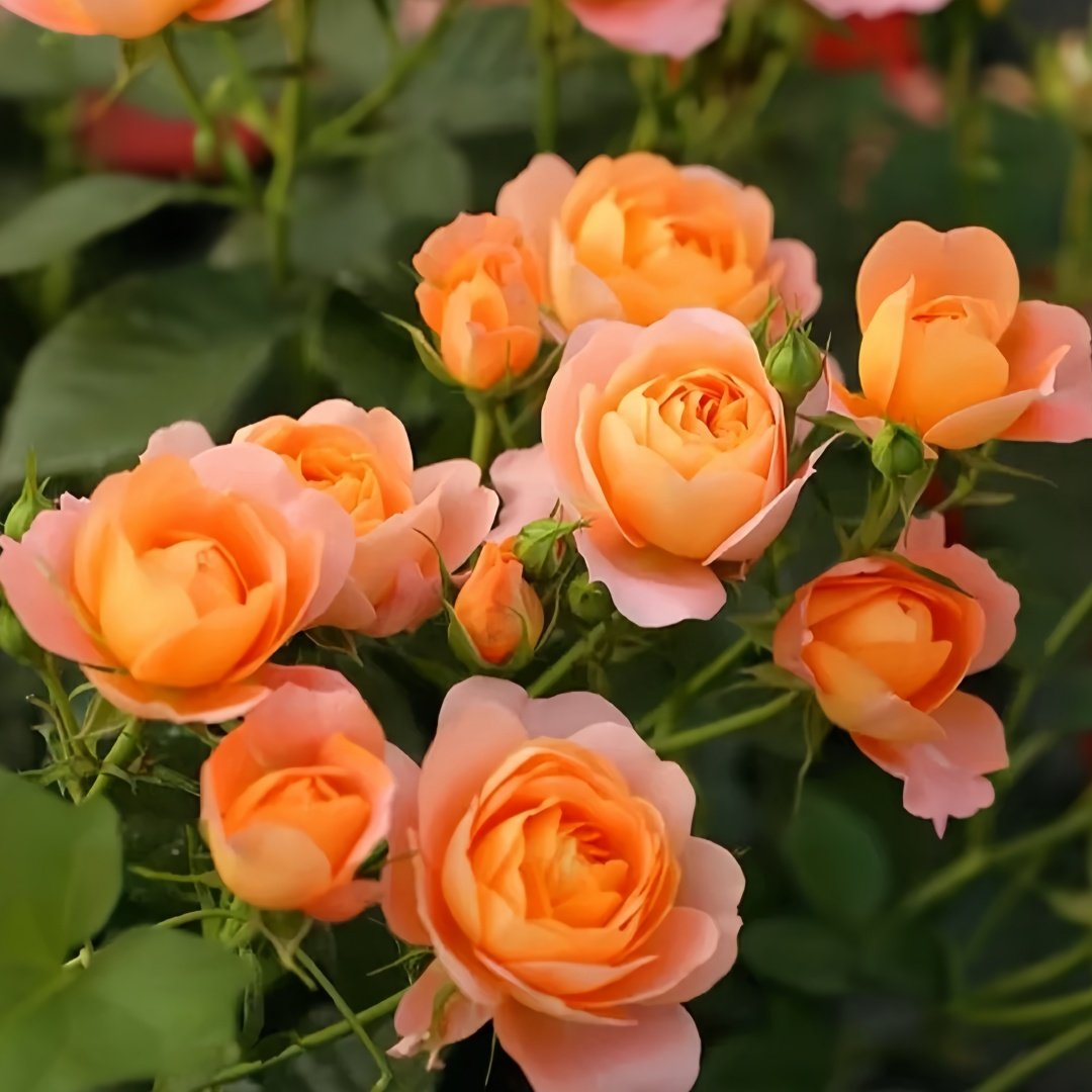 Juicy Terrazza Rose Plant|果汁阳台 image 8