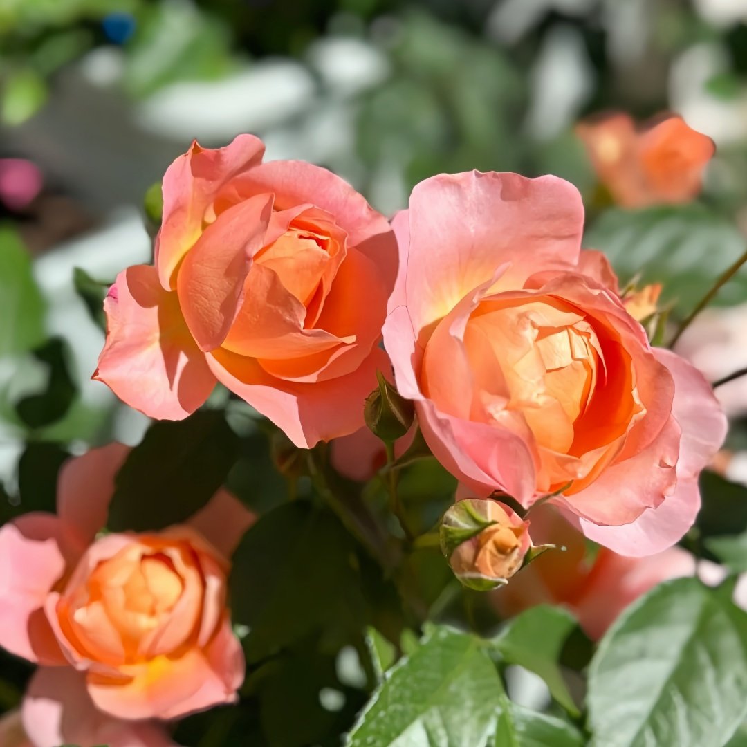 Juzi Rose Plant｜橘子 image 9