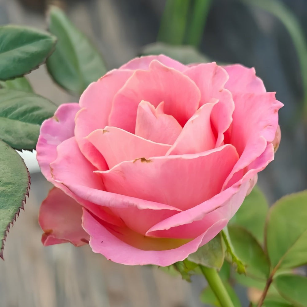 Hemosa Rose Plant ｜赫莫萨 image 4