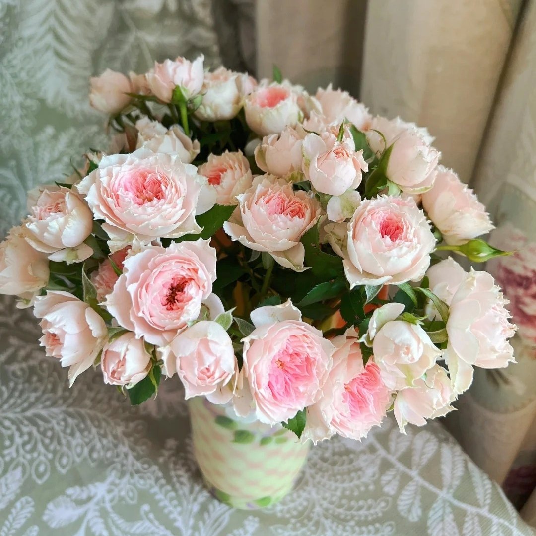 Pompom Verand Rose Plant｜门廊绒球 image 12