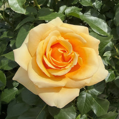 Saint Tropez Rose Plant | 圣特罗佩 image 2