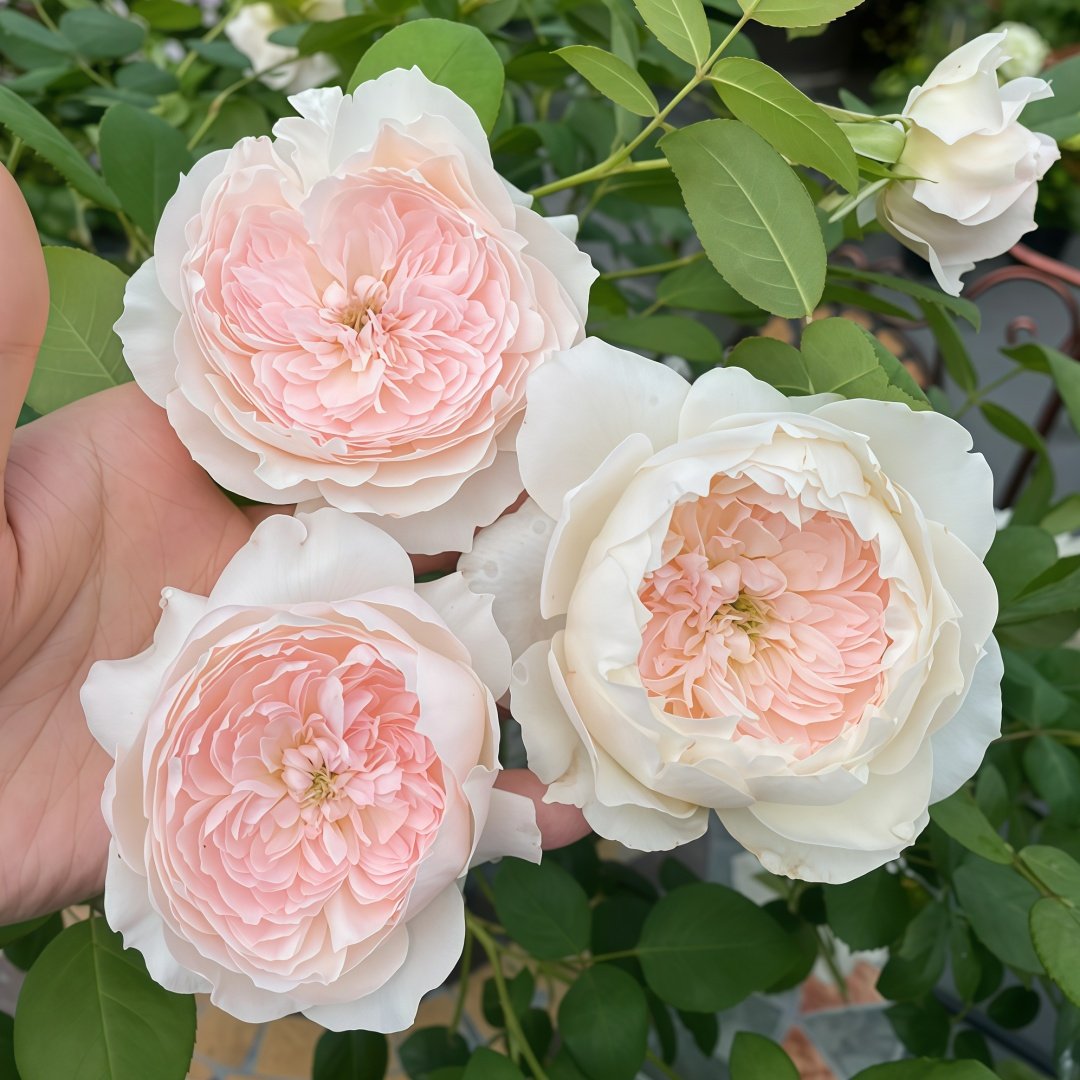 Jiashu Rose Plant|家书 image 4
