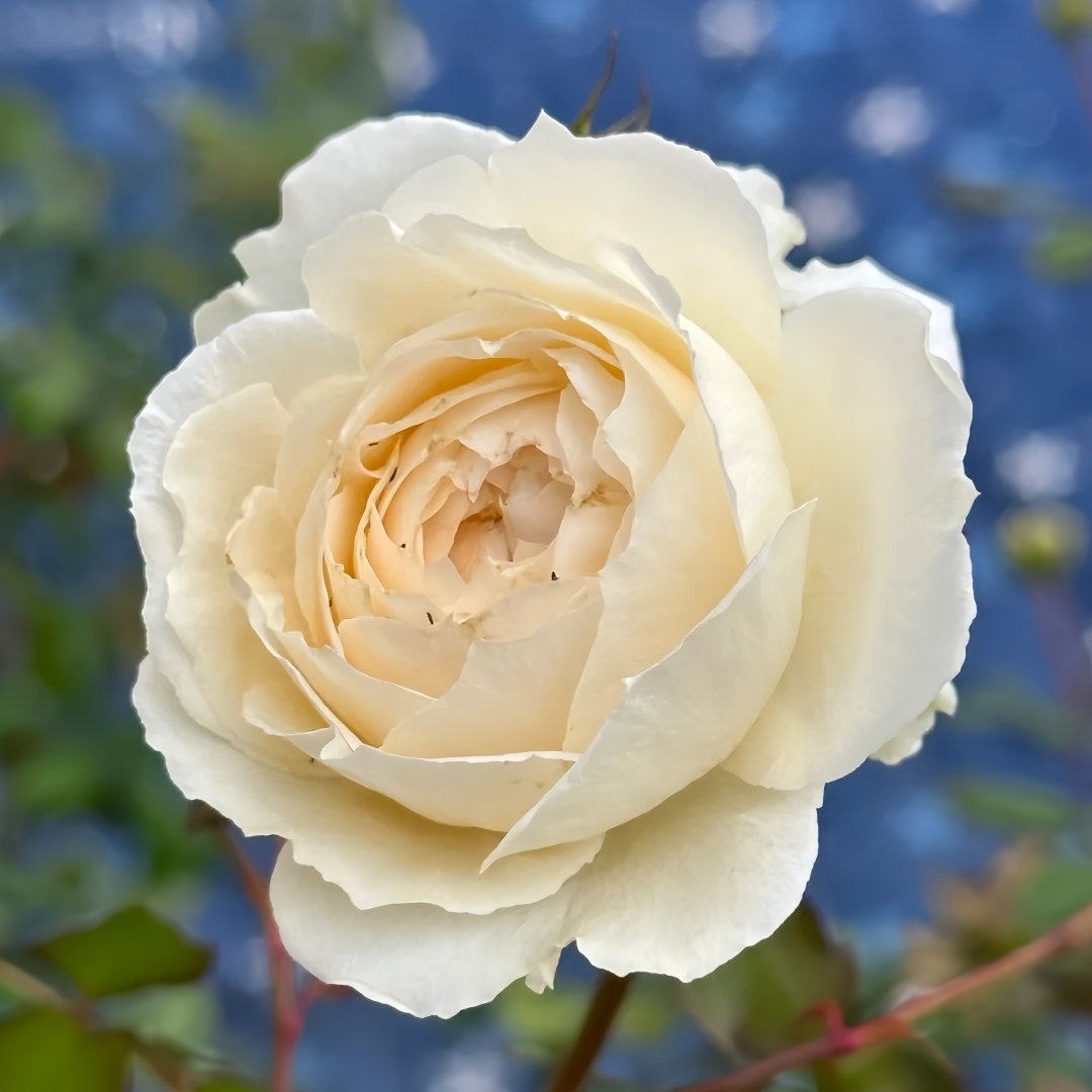 Weeping beauty Rose Plant|梨花雨 image 4