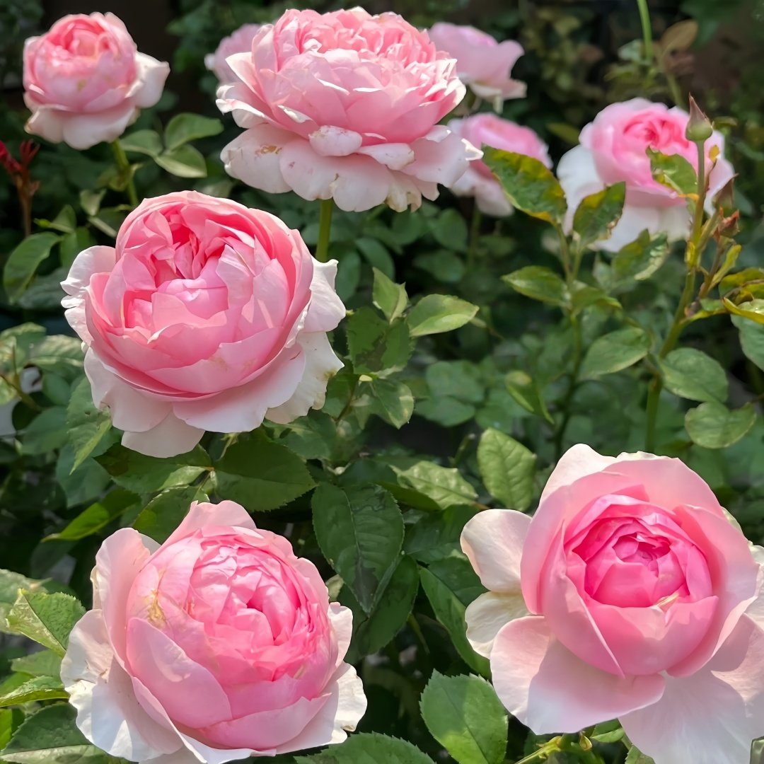 Bel Canto Rose Plant｜美声唱法 image 8