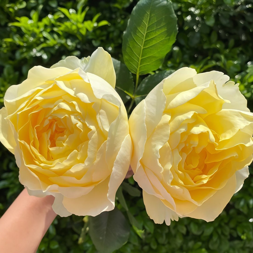 Hiyoko Rose Plant|小黄鸡 image 8