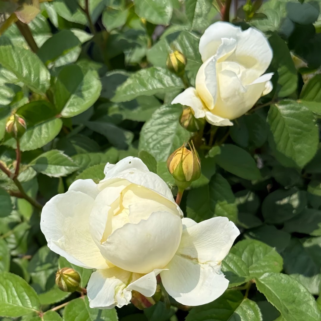 Misty Moonlight Rose Plant｜朦胧月色 image 6